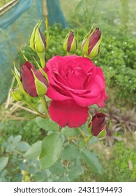 This Is My Garden Flower
Only 50$
#Flowers #RedRose