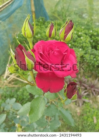 This Is My Garden Flower
Only 50$
#Flowers #RedRose
