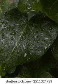 This is a nature image.