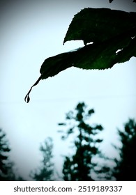 this is a nature image 