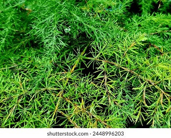 This Is The Needle Flower