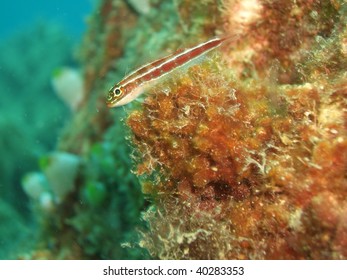 This Neon Triplefin (Helcogramma Striata) Was Photographed While Diving At  Pulau Aur, Malaysia.