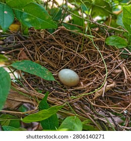 This is the nest of a turtle dove whose parent has just hatched one egg 