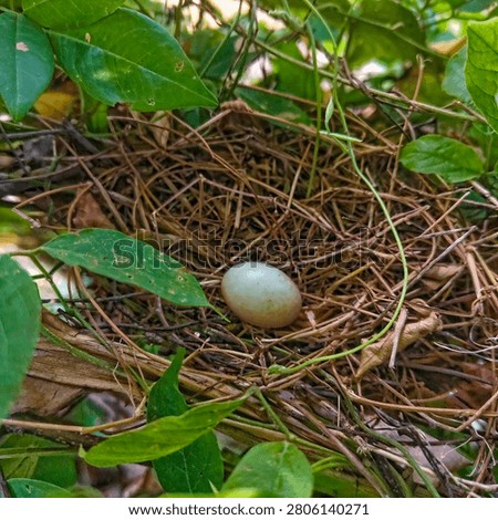 This is the nest of a turtle dove whose parent has just hatched one egg 