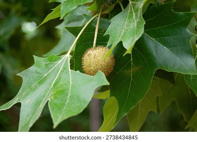 This is not a maple tree, it is a plane tree. Often called the 