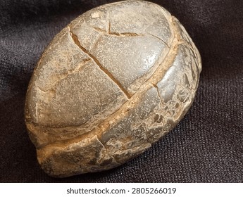 This object is a rounded, brownish-gray geological formation known as a Septarian Nodule or concretion. It features a weathered, stone-like surface with distinct internal cracks or veins called septaria that crisscross the exterior. These cracks create a segmented pattern that closely mimics the scutes of a turtle's shell, leading many to mistake it for a fossil. Unlike a genuine turtle fossil, which would show biological symmetry and bone structures, this nodule is formed by mineral-rich mud hardening and shrinking over millions of years.