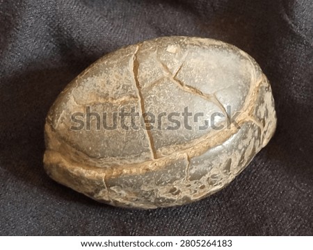 This object is a rounded, brownish-gray geological formation known as a Septarian Nodule or concretion. It features a weathered, stone-like surface with distinct internal cracks or veins called septaria that crisscross the exterior. These cracks create a segmented pattern that closely mimics the scutes of a turtle's shell, leading many to mistake it for a fossil. Unlike a genuine turtle fossil, which would show biological symmetry and bone structures, this nodule is formed by mineral-rich mud hardening and shrinking over millions of years.