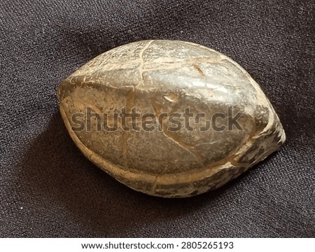 This object is a rounded, brownish-gray geological formation known as a Septarian Nodule or concretion. It features a weathered, stone-like surface with distinct internal cracks or veins called septaria that crisscross the exterior. These cracks create a segmented pattern that closely mimics the scutes of a turtle's shell, leading many to mistake it for a fossil. Unlike a genuine turtle fossil, which would show biological symmetry and bone structures, this nodule is formed by mineral-rich mud hardening and shrinking over millions of years.