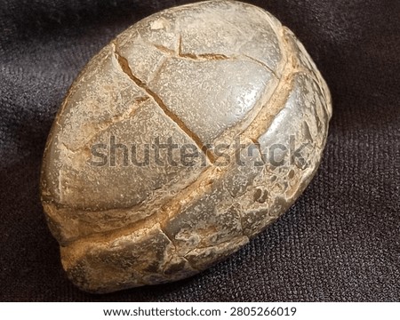 This object is a rounded, brownish-gray geological formation known as a Septarian Nodule or concretion. It features a weathered, stone-like surface with distinct internal cracks or veins called septaria that crisscross the exterior. These cracks create a segmented pattern that closely mimics the scutes of a turtle's shell, leading many to mistake it for a fossil. Unlike a genuine turtle fossil, which would show biological symmetry and bone structures, this nodule is formed by mineral-rich mud hardening and shrinking over millions of years.