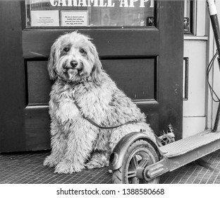 This Ol Doggie Was Waiting Outside The Candy Shop While His Owners Were Inside. 