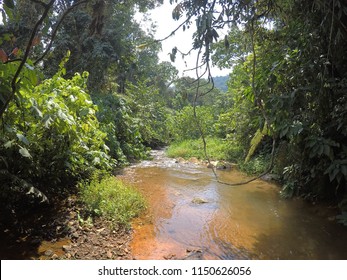 This Is On My Gorilla Trek In Bwindi Impenetrable Forest.