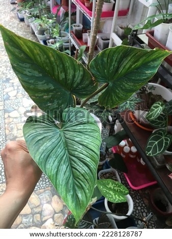 This is one of biggest leafs, the name is mamei (philodendrons item) its could make bigger again when love and give them multivitamins for plants
