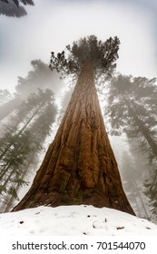 This Is One Giant Base On This Sequoia Tree.