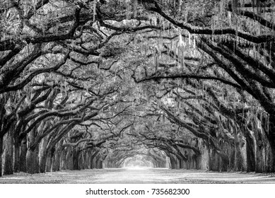 This is one of the more amazing avenue of Live Oak tress I have ever been to. The path of Live Oak trees are draped with Spanish moss which adds so much more drama to this location.
