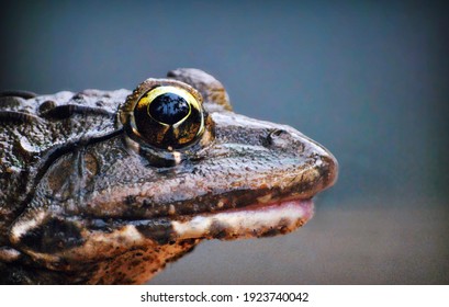 This One Is An Oregon Spotted Frog Found Near A Lake In Kerala.