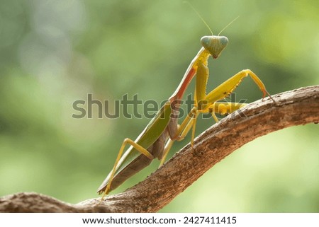 This is one type of mantis in Indonesia, this mantis is very unique and extraordinary, found in many in nature and is not afraid of humans. they are predatory insects that even eat their own kind