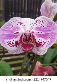 This Is One Type Of Orchid, The Moon Orchid