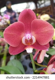 This Is One Type Of Orchid, The Moon Orchid