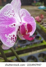 This Is One Type Of Orchid, The Moon Orchid