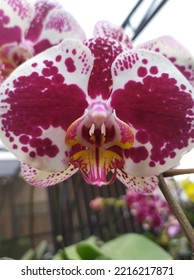 This Is One Type Of Orchid, The Moon Orchid