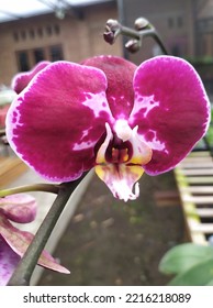 This Is One Type Of Orchid, The Moon Orchid