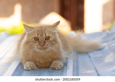 This orange cat relaxes on the roof in the morning - Shutterstock ID 2002185059
