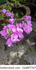 This Is An Ornamental Plant Called Paper Flower Because The Leaves Are Too Thin And The Stem Is Stemmed