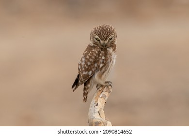 This owl is a member of the typical or true owl family Strigidae, which contains most species of owl, the other grouping being the barn owls, Tytonidae. It is a small, cryptically coloured, mainly noc - Shutterstock ID 2090814652