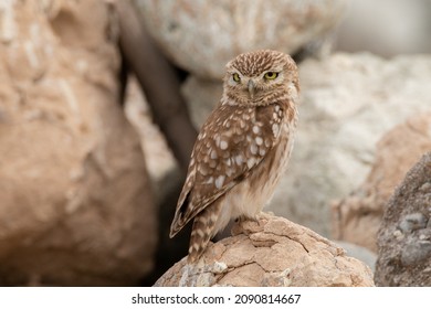 This owl is a member of the typical or true owl family Strigidae, which contains most species of owl, the other grouping being the barn owls, Tytonidae. It is a small, cryptically coloured, mainly noc - Shutterstock ID 2090814667