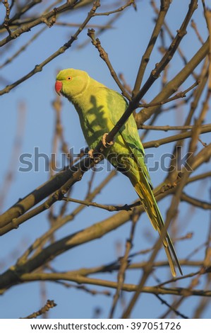 This parakeet is an invasive species to Britain. These birds are strong and outcompete native birds for resources. Its not all bad news however as they have become a key food source for many raptors.