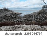 This is a part of a series of photos that I shot at Lake Waco in Waco Texas. This was all in Reynolds Creek Campground. This is a massive collection of driftwood on the shore of the lake.