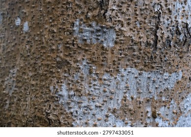 This is a patchy-looking tree bark. The patch is most likely a lichen, a symbiotic organism that doesn't harm the tree.
