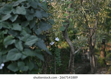 This is a path full of trees, making the atmosphere beautiful and cool. This photo was taken with a Nikon Z5 camera,an 85mm F. 1.4 lens with a blurry background.