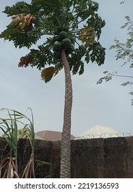 This Is Paw Paw Tree In The Wind 