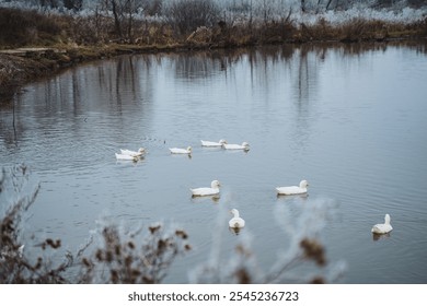 In this peaceful and picturesque landscape, white ducks glide effortlessly across the calm surface of a beautiful, tranquil pond, surrounded by winter foliage and trees nearby - Powered by Shutterstock