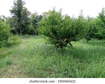 This Is A Peach Garden. This Picture Shoot On 2nd April, 2021 In The District Swat, Pakistan.