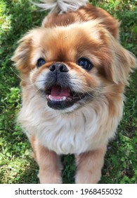 this is a Pekingese Chinese dog smiling . 