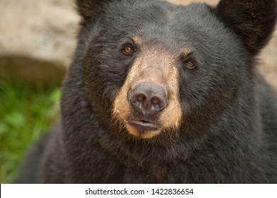 This Photo Is Of An American Black Bear Showing A Close Up Of His Face Looking Into The Camera.