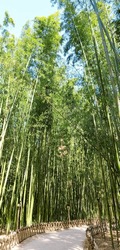 This Is A Photo Of A Bamboo Forest.