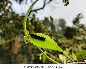 This photo captures a close-up of a black, spiky caterpillar crawling on a green, serrated-edge leaf. The caterpillar is centered on the leaf, with its tiny legs gripping the surface. - Powered by Shutterstock