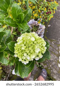 This photo captures a close-up view of a fresh hydrangea flower in the early stages of blooming. The petals are a soft greenish-white, indicating the flower is still developing its full color. Surroun