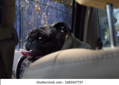 This Photo Captures A Happy Little Pug  Riding Shotgun After A Tedious Day At The Dog Park.