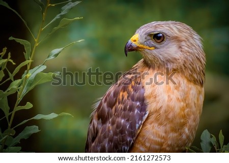 This photo captures the spirit of a RED-SHOULDERED HAWK, who is one of the most common hawks in North America.