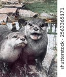 This photo captures two playful otters by a rocky water feature. 