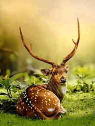 This Is A Photo Of A Deer Lying Down In The Grass. It Is An Outdoor Shot Of A White-tailed Deer, With Its Antlers Visible. The Deer Appears To Be A Fawn. 