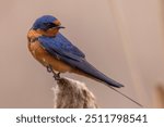 This photo depicts a handsome, adult barn swallow perched on a cattail at a marsh in Alberta.  