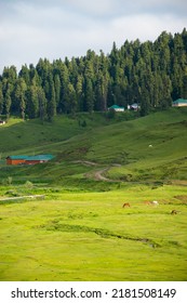 This Photo Depicts The Peace And Heavenly Beauty That Prevails In The Valley Of Kashmir Which Has Been Engulfed By The Terrorism, Gulmarg, Kashmir, India.