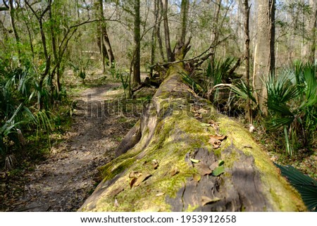 This is a photo of a downed tree on the nature trails at Acadiana Park in Lafayette Louisiana.