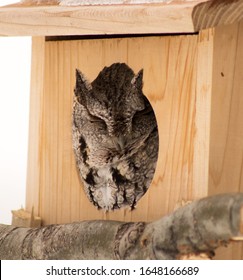 Das ist ein Foto einer Eastern Screech Owl.