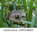 This photo features a close-up of a toad sitting in a grassy area. The toad